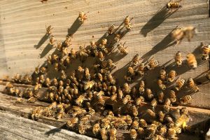 honeybees gathered on a wood surface in sunlight with shadows
