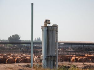 Dairy herds around a well they depend on for water 
