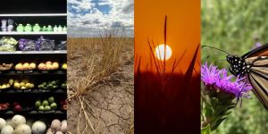 (Left to right) A produce section, dry grassland , sunset, and butterfly.