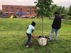 A girl with a shovel, digging, adult male nearby and a small tree in a bag in foreground, a playground and large brick building in the background