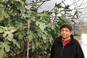 Helen Vasquez standing next to a big-leafed plant in a greenhouse