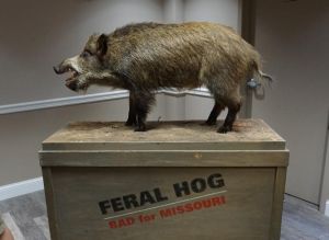 A taxidermied feral hog