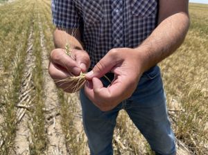 close up of hand opening up a wheat stalk with torso of a man and rows of grain in the background