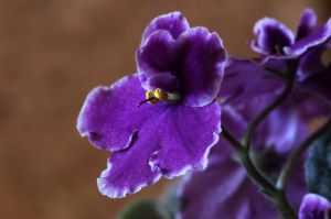 Purple African violet bloom