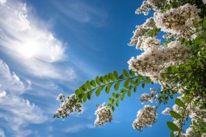 White blooms of crepe myrtle against the sky
