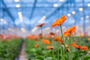Gerber daisies growing in a greenhouse