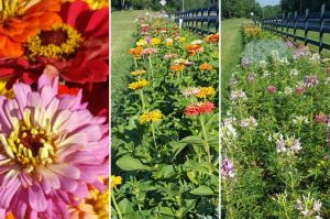 Rows of cutting flowers
