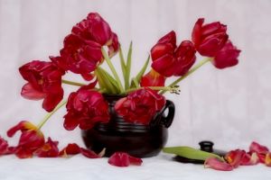 Vase of dying red tulips