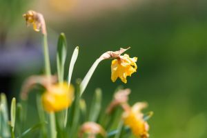 Tired daffodil