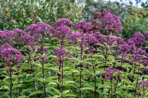 Purple Eupatorium purpureum, aka Joe Pye weed