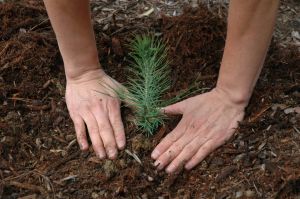 planting pine seedling