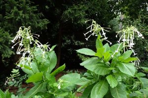 Flowering tobacco 