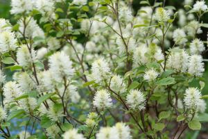 Fothergilla