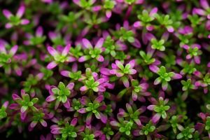 Scale-like green and purple leaves of creeping thyme