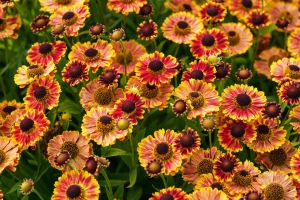 Helenium in bloom