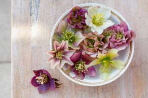 Hellebore blooms floating in a bowl