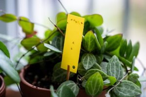 Plant with sticky tag to catch gnats