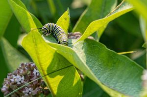 Monarch caterpillar eating milkweed leaf