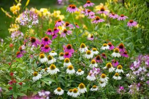 Purple and white coneflowers in a garden.