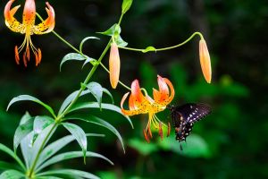 Turk's cap lily visited by a spicebush swallowtail butterfly