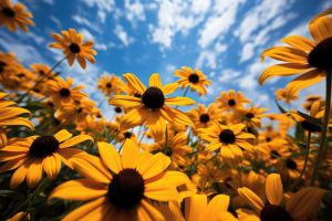 Black-eyed Susans standing up against a blue sky