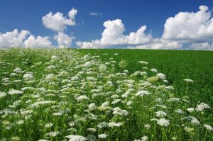 A field of Queen Anne's lace in bloom.