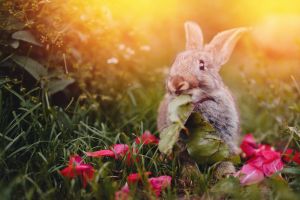 Rabbit eating in the garden