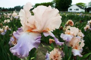 Iris blooming in field