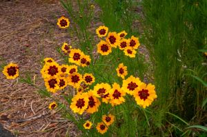 Coreopsis tinctoria