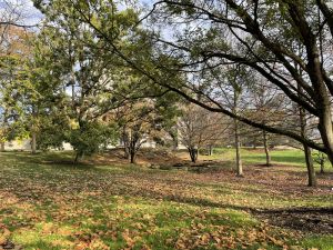 Trees with fallen leaves on grass and buildings in the background - the Indiana University campus