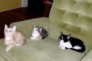 Three kittens relaxing on an easy chair