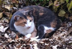 Calico cat nestled in the leaves