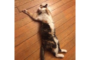 A calico cat stretching on her back on a wood floor