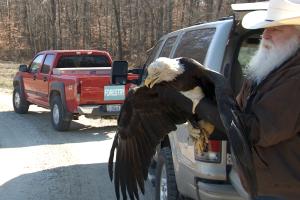 A bald eagle is released from captivity at the Crane Naval Surface Warfare Center Tuesday. 