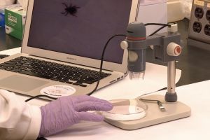 Purdue University postdoctoral researcher Maria Murgia makes a deer tick easier to see by connecting the microscope to a laptop computer. Deer ticks, also known as blacklegged ticks, can carry Lyme disease.