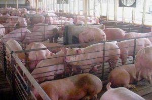 pigs in cages at CAFO