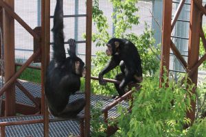 Billy and Ben hang out on a climbing tower in the Chimpanzee Community Hub at the Indianapolis Zoo.