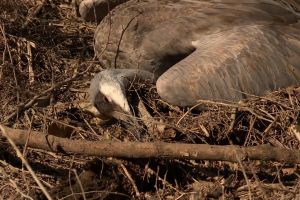 chronic wasting disease