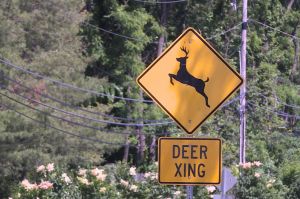 A deer crossing road sign.