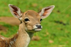 A stock photo of a young deer.