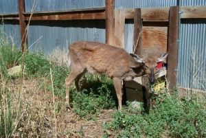 An emaciated deer stands at a corrugated metal fence.