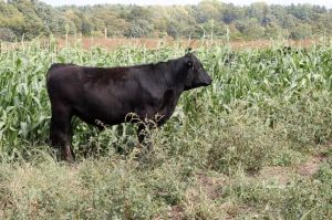 A pasture-raised cow at Fischer Farms near Jasper.