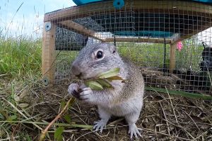 A Franklin's ground squirrel gets ready to exit his cage into the Kankakee Sands prairie. 