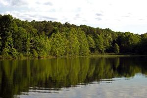 A federal court has ruled that the Hoosier National Forest failed to comply with federal environmental laws, meaning the forest is now required to correct its violations before proceeding with the project.