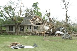 downed tree
