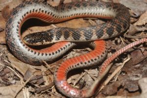 Kirtland's snakes are small snakes with bright red bellies that primarily live in wet meadows and prairies. 