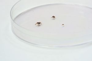 Spotted lanternflies are an invasive species native to southeast Asia.