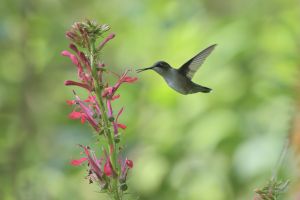 Ruby throated hummingbird with open beak by flower