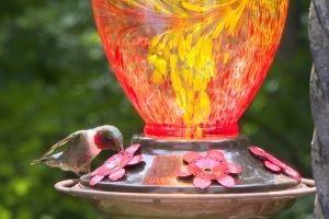 Ruby throated hummingbird at feeder