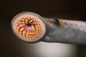 A sea lamprey's face is pictured with a close-up on their many, many rows of tiny teeth that look like the inside of a garbage disposal. It has an eel-like body, but without any fins or ridges. 